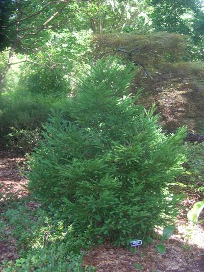 Gyokuryu Japanese Cedar